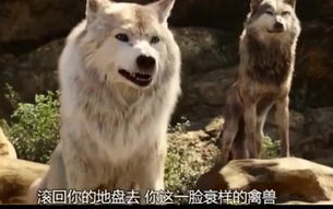 狼群影院高清版免费看，观影新体验-合法观影指南