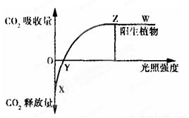 晚上睡觉下面一直硬的原因与应对策略
