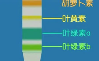 中央电视台一套广告价目表及投放策略解析