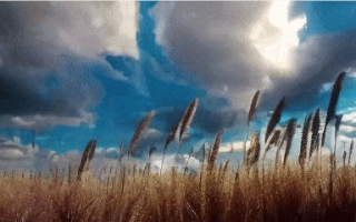 野花观赏,高清视频720p分辨率-如何在线观看与欣赏