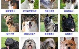 狗狗品种大全，探索最适合您的宠物伴侣-品种特性解析