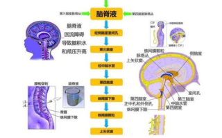 肉食系警官联谊对象深度解析-12生肉特质分析