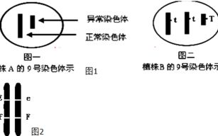 儿子的妻子，家庭和谐的秘诀-建立亲密关系的策略