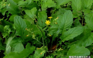 野草播放器,高清流畅视频播放-使用技巧解析