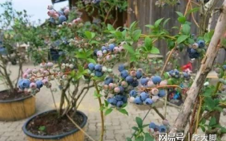 木棉花的春天-绽放之美与文化内涵解析