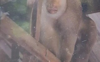 泰国63岁老人家中遭野生猕猴攻击：被咬几十口不幸身亡