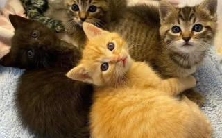 磁力猫(TorrentKitty)使用指南与网络安全策略