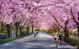 樱花草视频官网，高清免费视频的绝佳选择