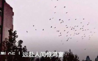 青丝在线观看免费高清电视剧全攻略-观影体验升级