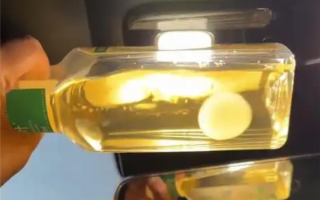 网友晒东方树叶养茶菌当宠物 专家提醒：应及时丢弃避免误食