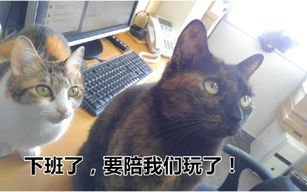 区块链 ETH 老猫：揭秘数字货币市场的幕后推手