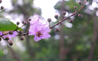 樱花草种植技巧与美学欣赏-家庭园艺解决方案