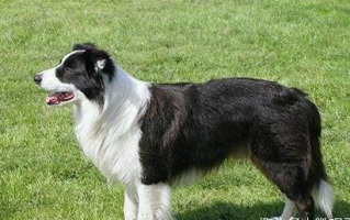 揭秘十大聪明犬排名，宠物犬智商解析