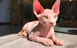 酷猫电影网，高清电影资源一站式服务-在线观影新体验