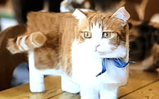 网易的区块链猫游戏：是噱头还是行业革新？