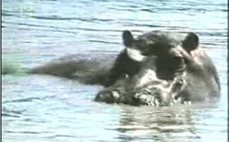 河马视频免费追剧神器下载免费用指南