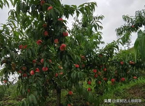 夏日甜蜜必备，蜜汁香桃制作解析-第1张图片-佛山资讯网