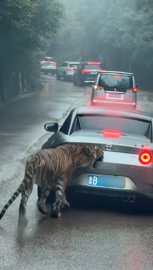 女子自驾进猛兽区被老虎咬掉车漆 本人回应:车上没有食物-第1张图片-佛山资讯网 女子自驾进猛兽区被老虎咬掉车漆 本人回应:车上没有食物-第1张图片-佛山资讯网
