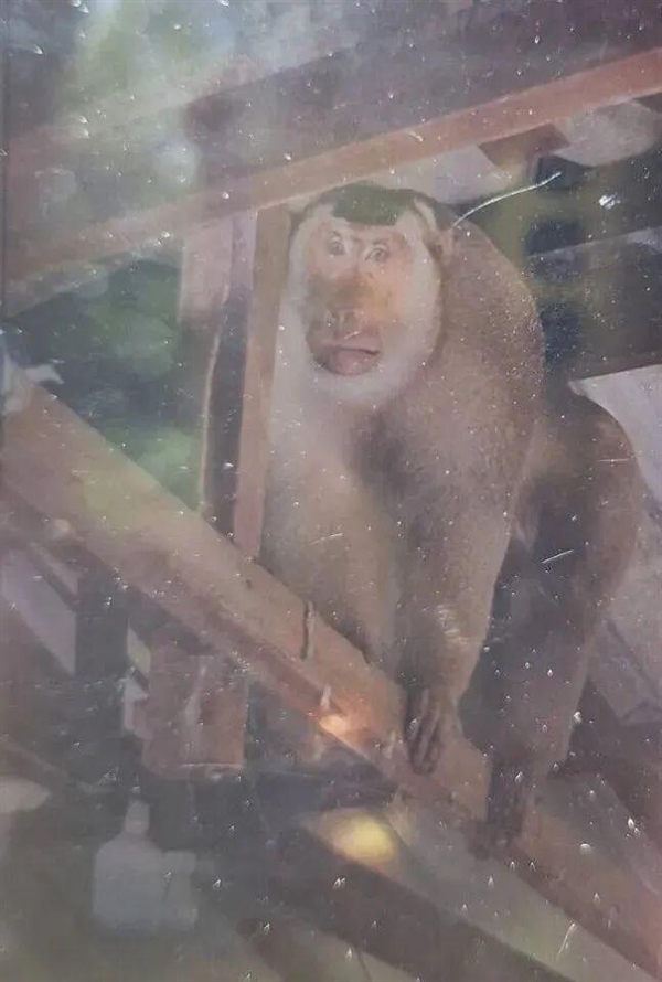 泰国63岁老人家中遭野生猕猴攻击：被咬几十口不幸身亡-第1张图片-佛山资讯网