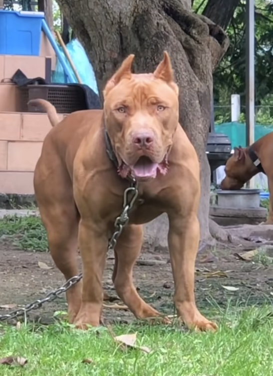 又是比特犬！希腊两岁男童遭自家收养的流浪狗攻击身亡-第1张图片-佛山资讯网