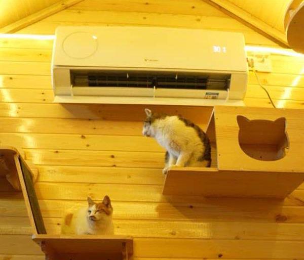 海岛、流浪猫与统帅空调：一个关于技术与温度的跨界故事-第5张图片-佛山资讯网