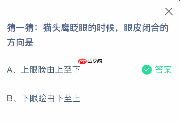 猜一猜猫头鹰眨眼的时候眼皮闭合的方向是-第1张图片-佛山资讯网