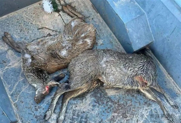 央视曾重点曝光！3名男子用无人机5天猎杀9只国一动物马麝-第2张图片-佛山资讯网