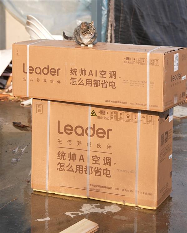 60只流浪猫的“暖冬计划”：一间猫别墅与Leader统帅的故事-第4张图片-佛山资讯网