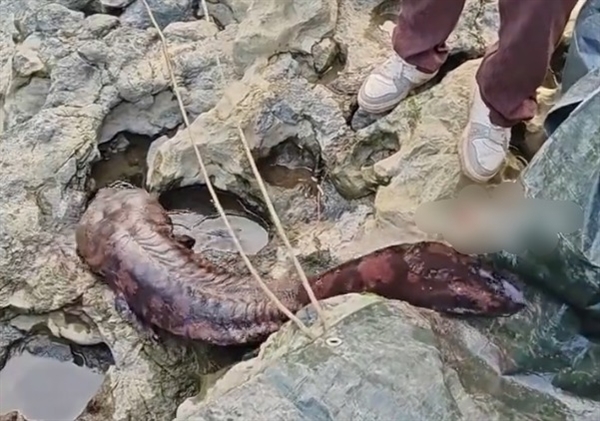 重庆发现“水中活化石”野生大鲵:全身呈红褐色 体长达1.5米十分罕见-第1张图片-佛山资讯网 重庆发现“水中活化石”野生大鲵:全身呈红褐色 体长达1.5米十分罕见-第1张图片-佛山资讯网
