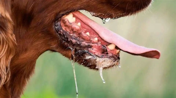 美国男子换肾后莫名感染狂犬病死亡!病毒来自捐赠者-第5张图片-佛山资讯网 美国男子换肾后莫名感染狂犬病死亡!病毒来自捐赠者-第5张图片-佛山资讯网