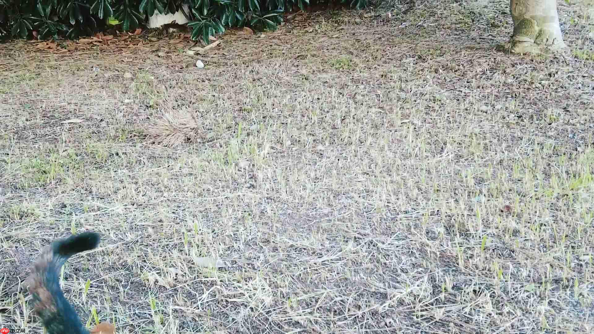 MeowTalk:猫语翻译App评测,真的能听懂猫咪的心声吗?-第1张图片-佛山资讯网 MeowTalk:猫语翻译App评测,真的能听懂猫咪的心声吗?-第1张图片-佛山资讯网