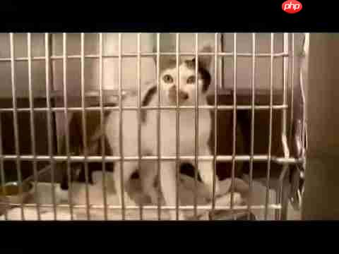 探索人猫交流新方式：猫语翻译App评测与应用-第3张图片-佛山资讯网