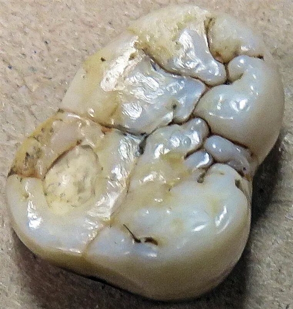 中国远古巨猿 身高3米史上最大灵长类动物 为何20万年前突然灭绝？-第3张图片-佛山资讯网