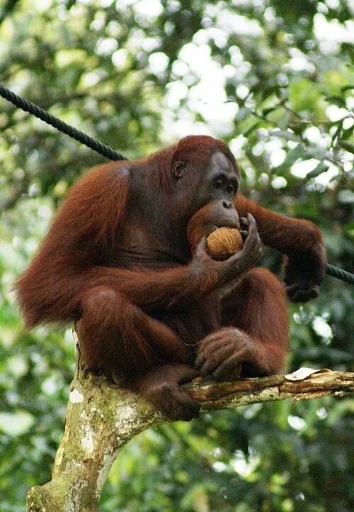 中国远古巨猿 身高3米史上最大灵长类动物 为何20万年前突然灭绝？-第8张图片-佛山资讯网