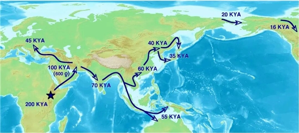 中国远古巨猿 身高3米史上最大灵长类动物 为何20万年前突然灭绝？-第10张图片-佛山资讯网
