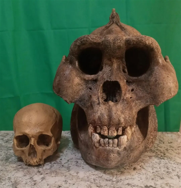 中国远古巨猿 身高3米史上最大灵长类动物 为何20万年前突然灭绝？-第12张图片-佛山资讯网