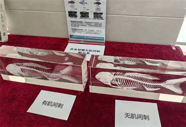 中国人终于对鱼刺“下手”了 中科院培育出无肌间刺鲫鱼-第2张图片-佛山资讯网