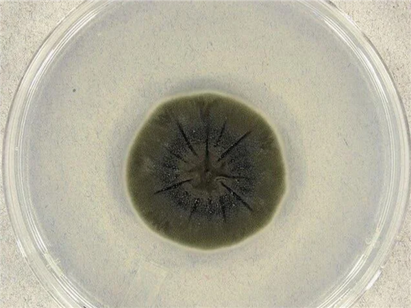 切尔诺贝利的真菌正在学会吸收强辐射 可能利用辐射进行未知的代谢-第8张图片-佛山资讯网