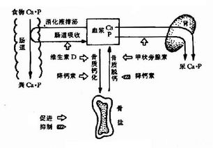补肾壮阳药物推荐与效果分析-科学用药指南-第2张图片-佛山资讯网