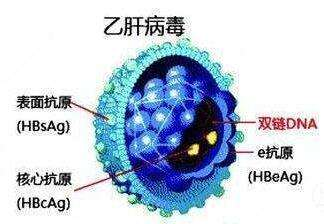 乙肝治疗现状与可行性分析-全面解析治愈之路-第1张图片-佛山资讯网 乙肝治疗现状与可行性分析-全面解析治愈之路-第1张图片-佛山资讯网