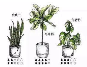 家庭园艺种植技巧,打造绿色生活空间-详细种植指南-第1张图片-佛山资讯网 家庭园艺种植技巧,打造绿色生活空间-详细种植指南-第1张图片-佛山资讯网
