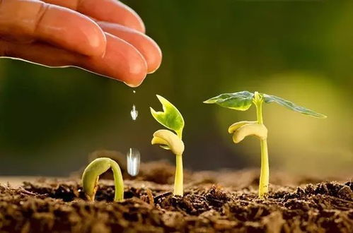 家庭园艺种植技巧,打造绿色生活空间-详细种植指南-第2张图片-佛山资讯网 家庭园艺种植技巧,打造绿色生活空间-详细种植指南-第2张图片-佛山资讯网