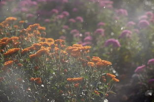 心有繁花似锦,生活更美好-培养积极心态的秘诀-第1张图片-佛山资讯网 心有繁花似锦,生活更美好-培养积极心态的秘诀-第1张图片-佛山资讯网