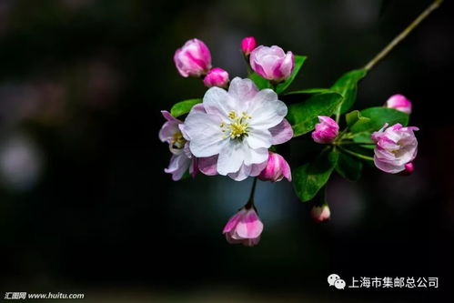 心有繁花似锦,生活更美好-培养积极心态的秘诀-第5张图片-佛山资讯网 心有繁花似锦,生活更美好-培养积极心态的秘诀-第5张图片-佛山资讯网