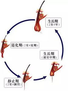 头发护理,专业技巧解析-打造动人秀发解决方案-第1张图片-佛山资讯网 头发护理,专业技巧解析-打造动人秀发解决方案-第1张图片-佛山资讯网