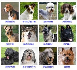 狗狗品种大全,探索最适合您的宠物伴侣-品种特性解析-第1张图片-佛山资讯网 狗狗品种大全,探索最适合您的宠物伴侣-品种特性解析-第1张图片-佛山资讯网