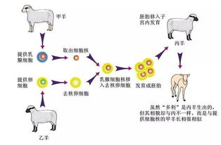 《喜羊羊与灰太狼》第6集克隆喜羊羊-科技与自然的碰撞-第1张图片-佛山资讯网