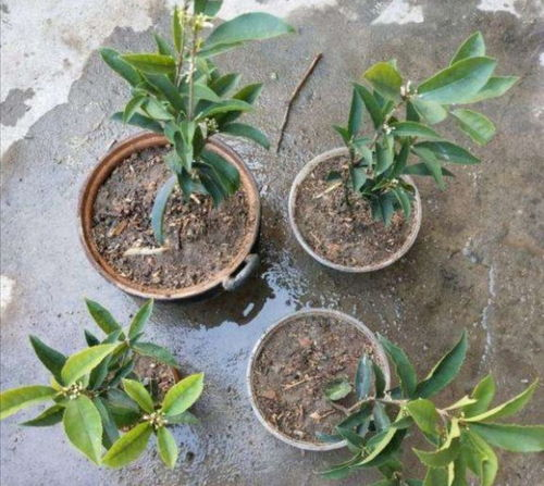 72种45分钟扦插方式详解-高效繁殖植物新方法-第4张图片-佛山资讯网 72种45分钟扦插方式详解-高效繁殖植物新方法-第4张图片-佛山资讯网