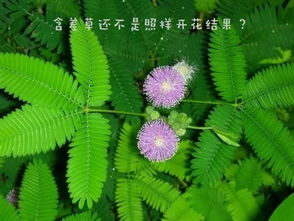 含羞草电视剧及其主题曲的魅力解析-第1张图片-佛山资讯网 含羞草电视剧及其主题曲的魅力解析-第1张图片-佛山资讯网