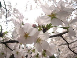 樱花动漫官方入门网,二次元爱好者的动漫天堂-使用指南与特色介绍-第3张图片-佛山资讯网